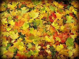 Formacion Otoño. Los mejores cursos del verano | Formacion y Enologia